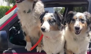 When you go to the grocery store for milk and come home with a pile of Aussies