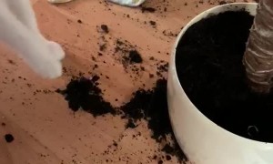 Cats Help Clean up After Making a Mess