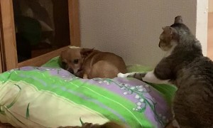 Cat Wants Attention From the Dog