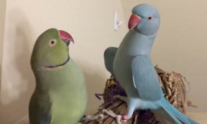 Meet Fabio and Gabriel, the incredible talking parakeet brothers