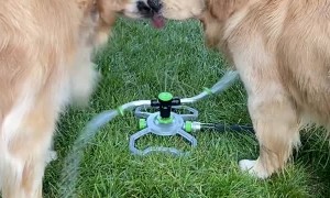 Pups Drinking From The Sprinkler