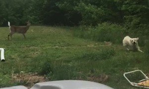 Doggo Playing with Deer in Backyard