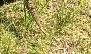 Turtle Lays Eggs in Backyard