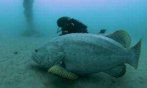 Grouper is Larger Than Diving Buddy