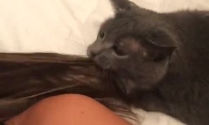 Kitty Turns Teeth Into Hairbrush