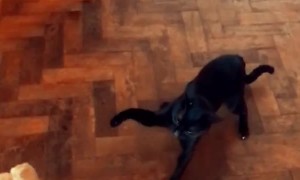 Cat Gets Cranky About Dog Hogging the Water Dish