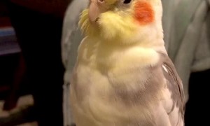 Opera Singing Cockatiel