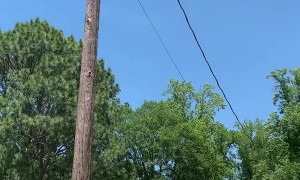 Squirrel Relaxes While Hanging From Power Line
