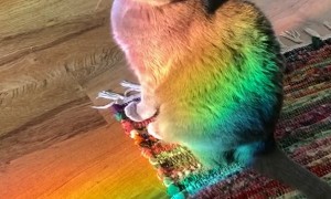 Cat Relaxes in a Rainbow