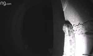 Snake Slithers Past Doorbell Camera