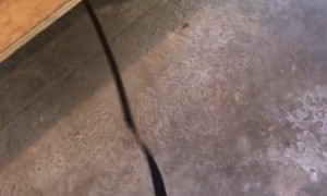 Demonstrating the Dog Leash