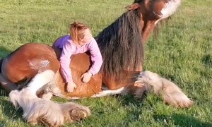 Clydesdale Enjoying a Good Scratch