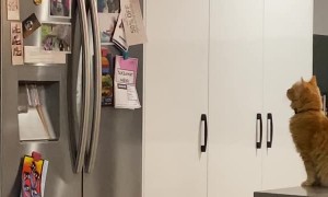 Simba's Leap of Faith