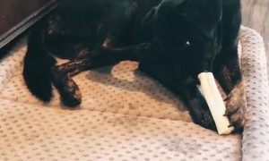 Dogs Paw Trying to Steal Bone