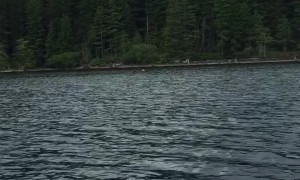 Bald Eagle Take the Fish, Line and Lure