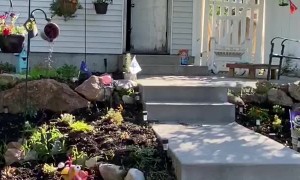 Randy the Dwarf Goat has Zoomies