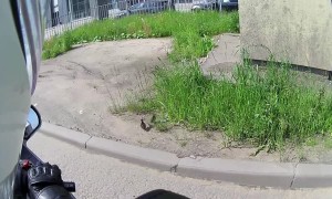 Rider Escorts Ducklings to Safety