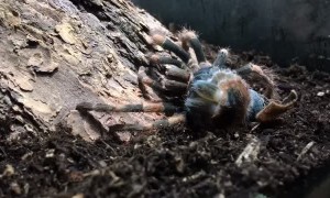 Mexican Red Knee Tarantula Molting Time-Lapse