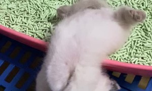 Kitten Fully Asleep in Awkward Position