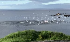 Gannets Diving for Herring Hit the Water With a Thud