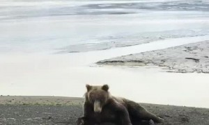 Bear Itching on the Beach