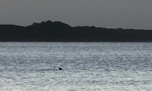 Dogs Chase Kangaroo at Off-Leash Beach