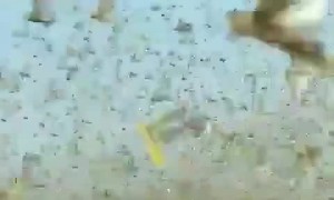 Massive swarms of locusts attack crops in Saudi Arabia