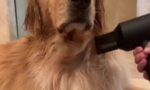 Glamorous Golden Retriever gets ready for the red carpet