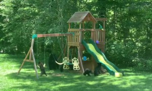 Family of Bears Having Some Playground Fun