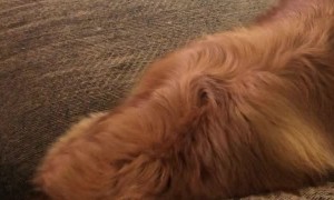 Ball Chasing Doggy Dives Into Couch