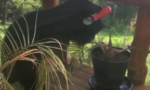 Bear Checks out Bird Feeder on Cabin Deck