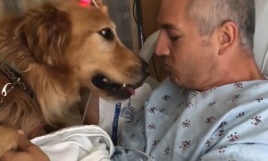 Loyal dogs protecting and caring for their owners