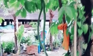 Monk Scared by a Snake