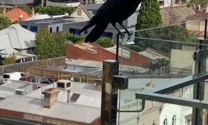 Man Befriends Wild Raven