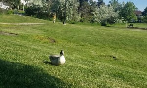 Friendly Duck Comes to Hang Out in the Morning