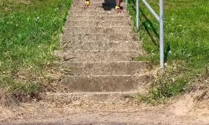 Handstand Down the Stairs