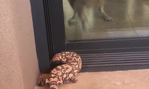 Dog Goes Crazy When Spotting Gila Monster