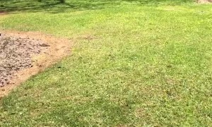 Doggo Is Ecstatic Over First Bark Box
