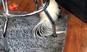 Pet Skunk Wants a Taste of Coke