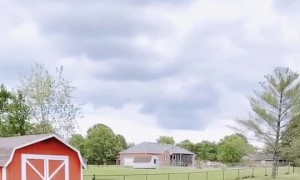 Max the Corgi Disapproves of His Human on the Trampoline