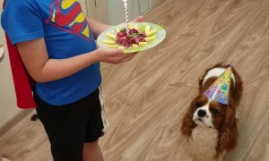 Birthday Celebration For Family Dog