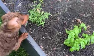 Playful Dachshund Doesn't Let Owner Water Garden in Peace