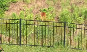 Mother Deer Protects Babies From Playful Dogs