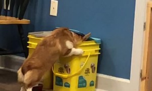 Corgi Caught in the Kitty Litter