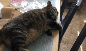 Tuckered Out Kitty Ignores Water Spray