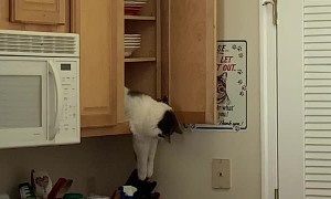 Cat Plays with Cutlery from the Cupboard