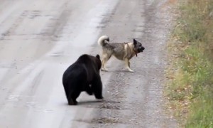 Bear decides to play game of catch with playful dog
