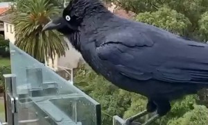 Enjoying A Rainy Day with Bill the Wild Raven