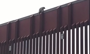 Raccoon Stuck on Boarder Wall