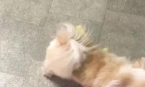 Baby Ducklings Think Dog is Their Mom